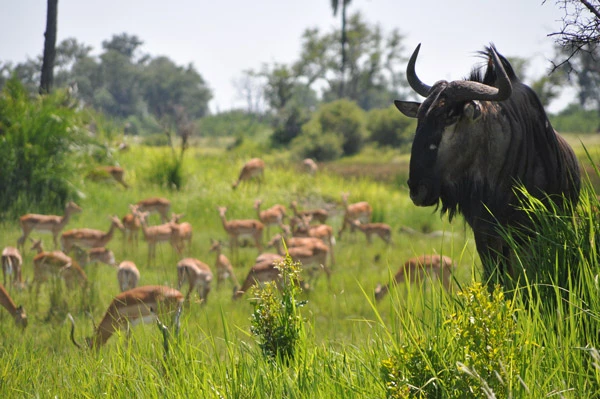 botswana-2