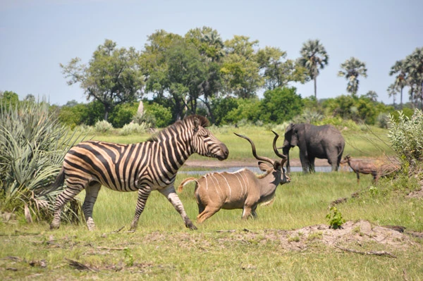 botswana-1