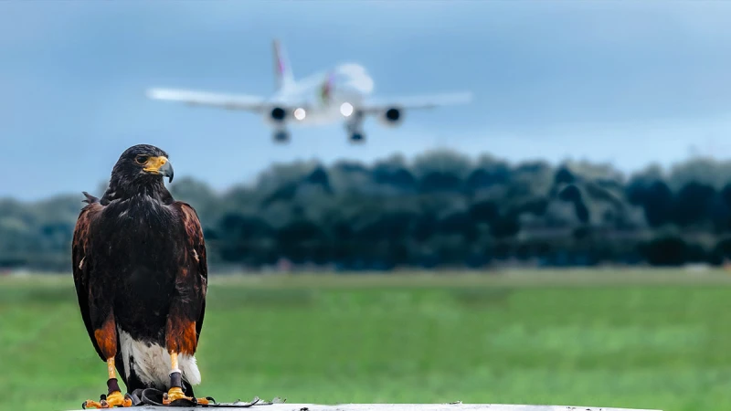 Bird strike avoidance strategies